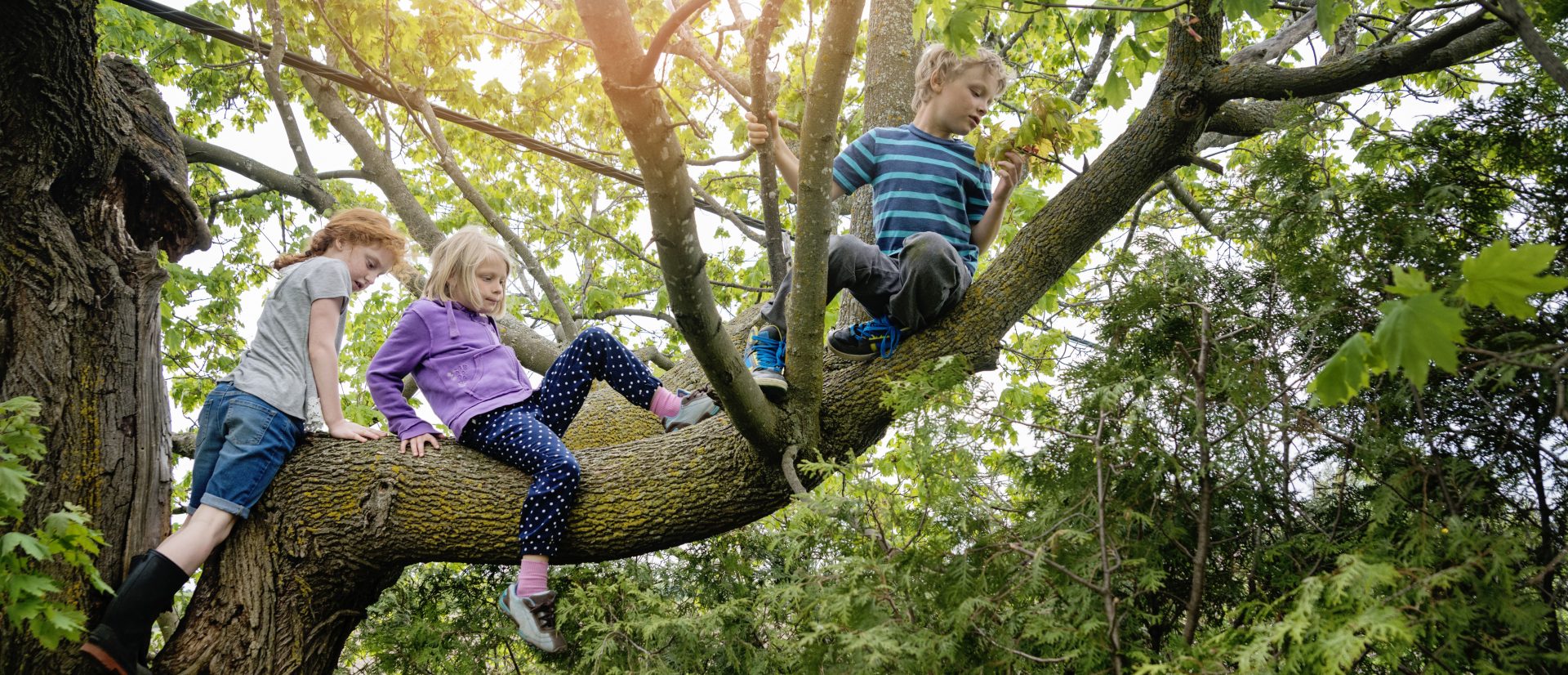 kids in tree